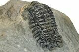 Detailed Crotalocephalina Trilobite - Atchana, Morocco #322281-3